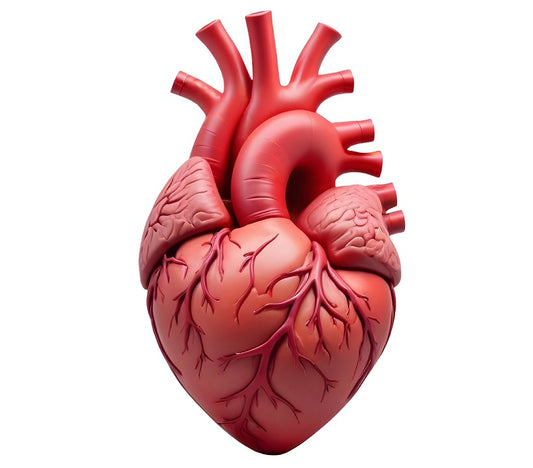 Heart Cells from Stem Cells for Congenital Heart Disease