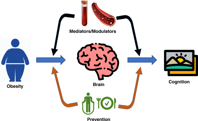 Aging, Cognitive Function and Obesity flawlesseternalbeauty