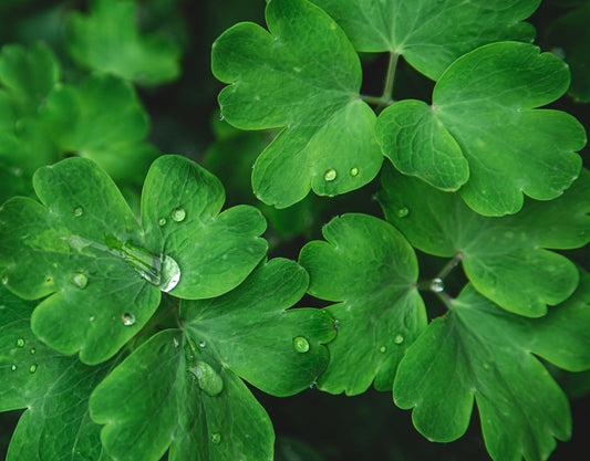 Centella Asiatica. The Herbal Cure-all Revealed flawlesseternalbeauty