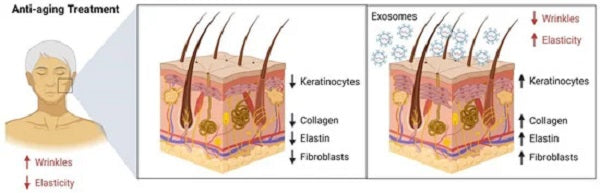 Exosomes, Revolutionizing Medical Aesthetics flawlesseternalbeauty