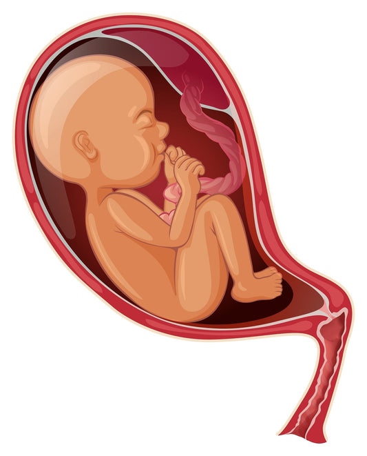 Exploring Alternative Uses for Placenta flawlesseternalbeauty