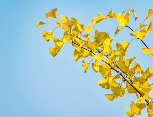 Exploring the Wonders of Ginkgo Biloba for Memory, Eye Health and More flawlesseternalbeauty