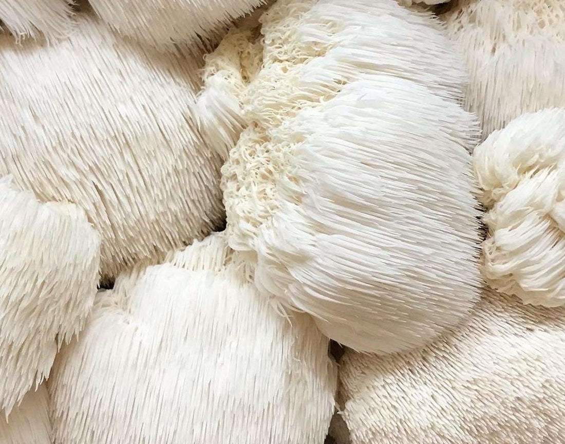 Lion's Mane Mushroom Benefits, Uses and Potential Side Effects flawlesseternalbeauty