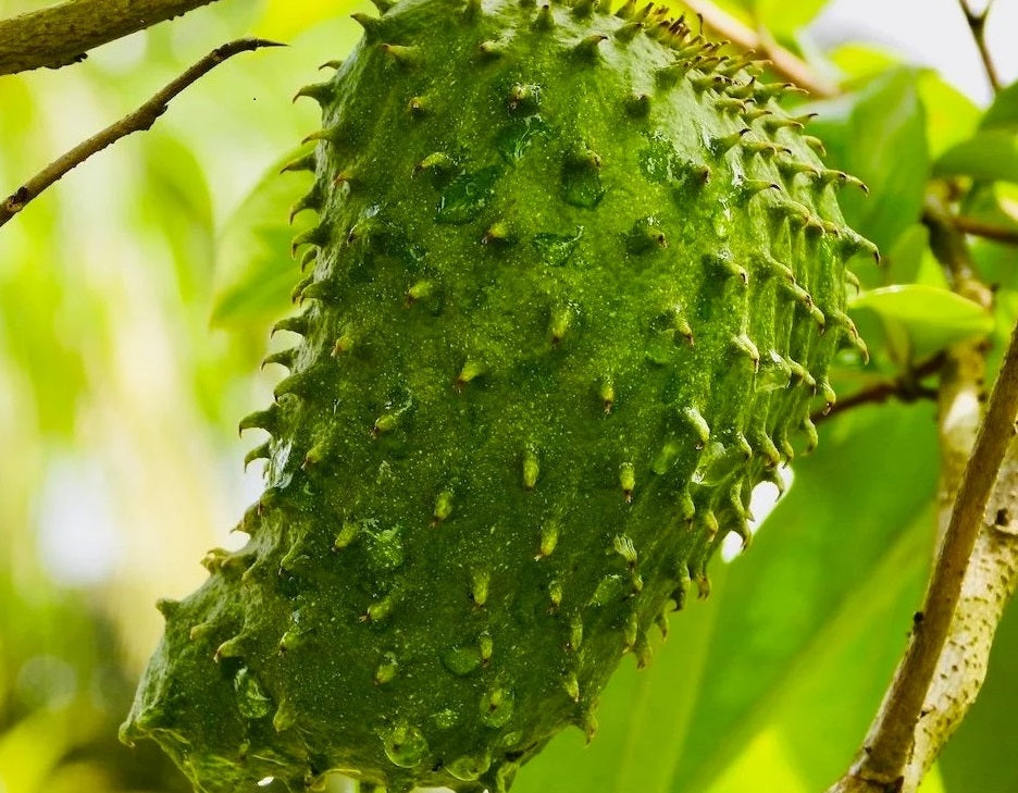 Soursop's Exceptional Properties and Promising Benefits flawlesseternalbeauty