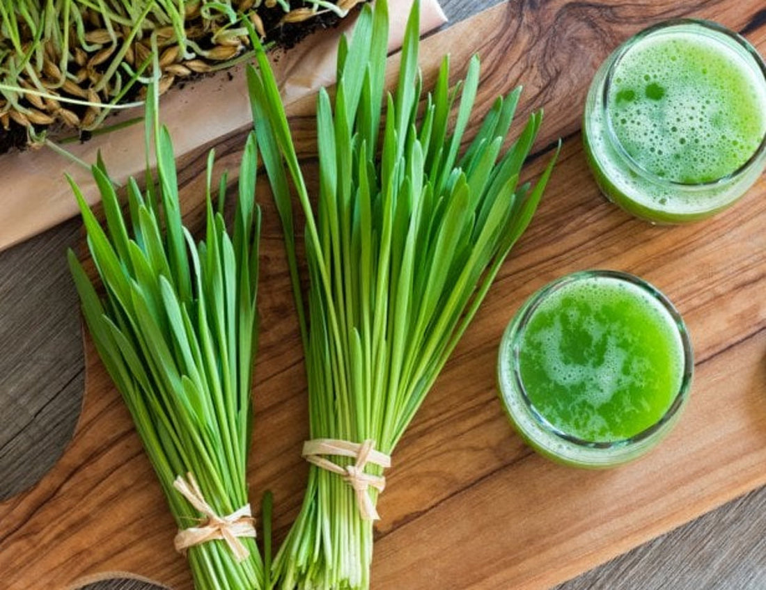 The Amazing Health Benefits of Barley Grass flawlesseternalbeauty