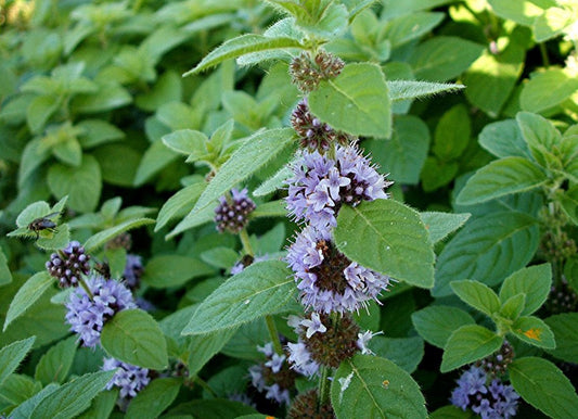 The Amazing Health Benefits of Mentha Arvensis and Mentha Piperita flawlesseternalbeauty