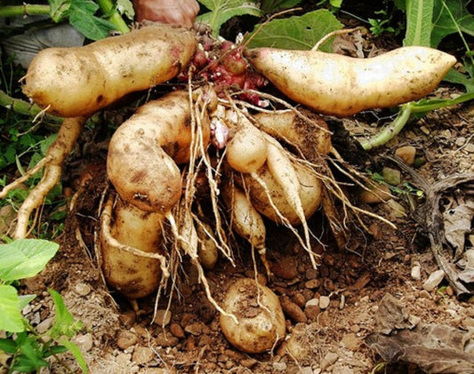 The Astonishing Benefits of Yacon Root flawlesseternalbeauty