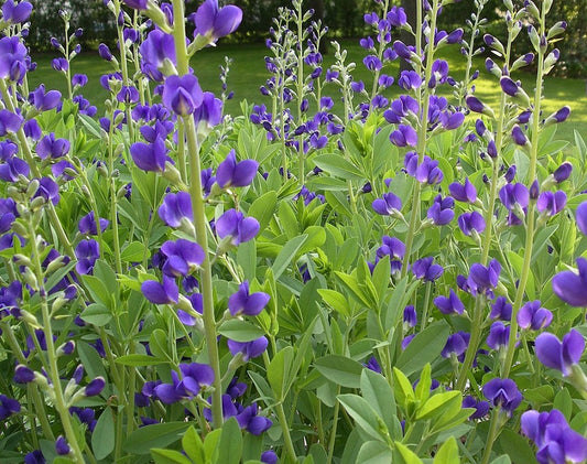 The Beauty Benefits of Wild Indigo Seed Extract flawlesseternalbeauty