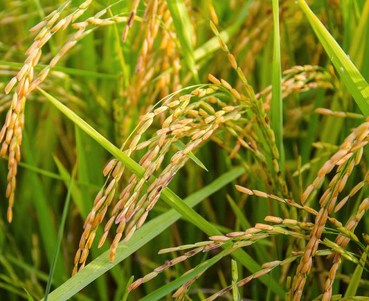 The Comprehensive Guide to Rice Bran flawlesseternalbeauty