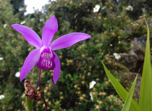 The Hyacinth Orchid flawlesseternalbeauty