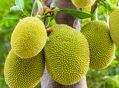 The Incredible Health Benefits of Jackfruit flawlesseternalbeauty