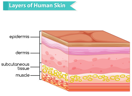 The Layers of Your Skin, A Comprehensive Guide flawlesseternalbeauty