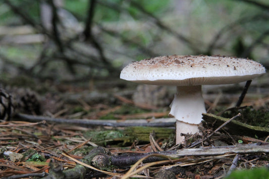 The Marvels of Mushrooms flawlesseternalbeauty