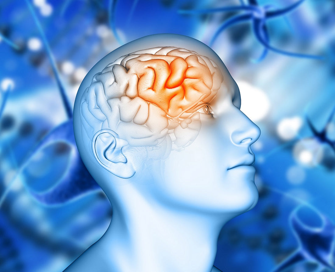 The Process of Stem Cell Aging in the Brain flawlesseternalbeauty