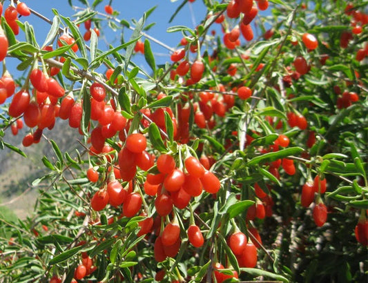 The Remarkable Skin Healing Benefits and Uses of Goji Berries flawlesseternalbeauty