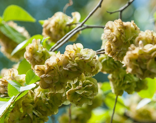 The Wonderful Benefits of Slippery Elm flawlesseternalbeauty