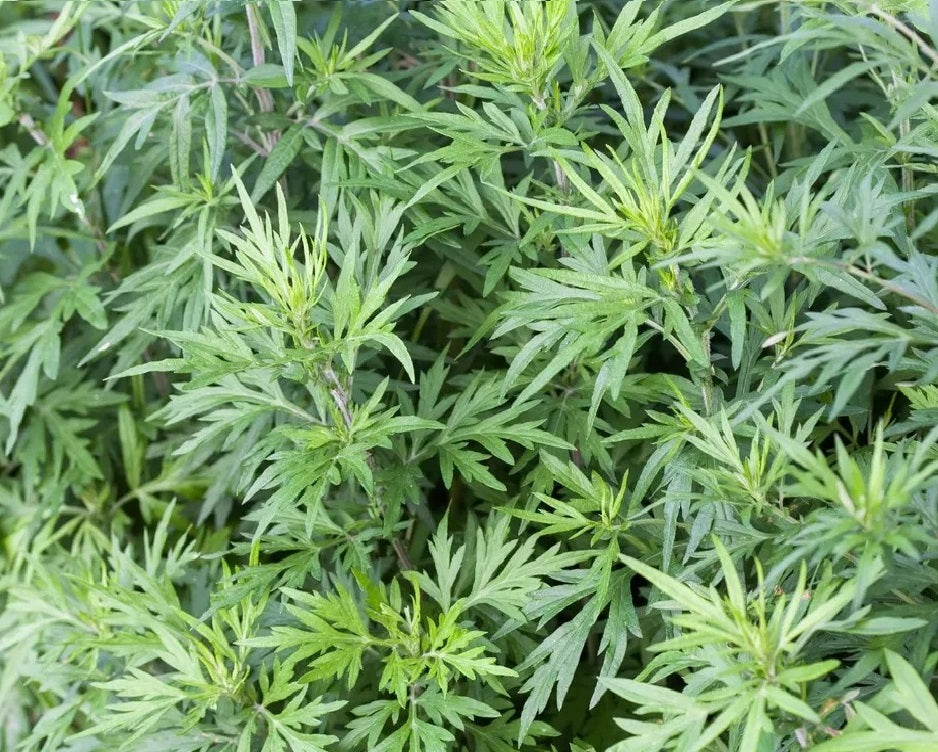 The Wonders of Mugwort flawlesseternalbeauty