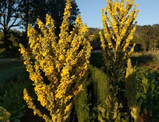 Unlocking the Health Benefits of Mullein Leaf flawlesseternalbeauty