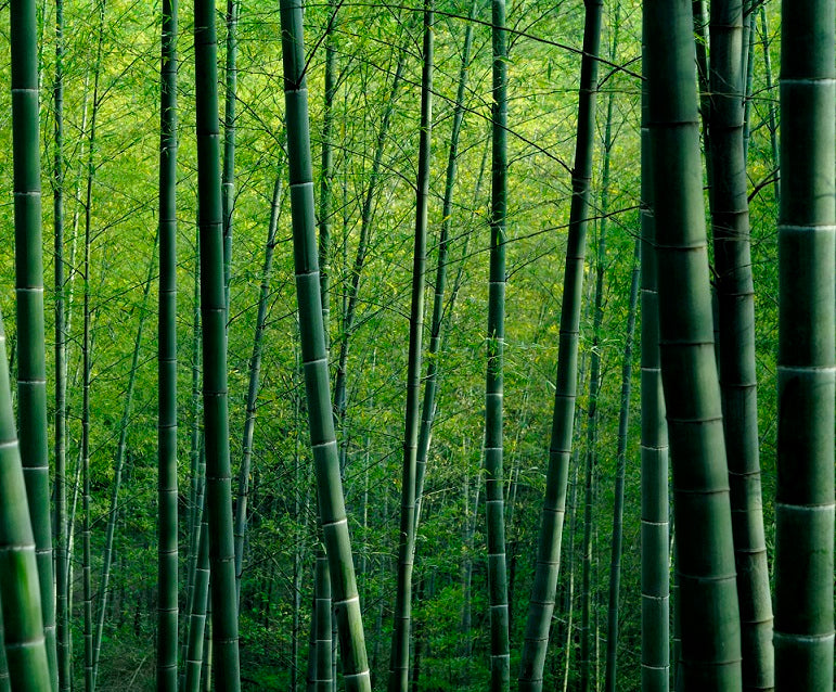 Unlocking the Health and Anti-Aging Boosting Potential of Bamboo flawlesseternalbeauty