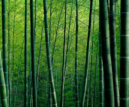 Unlocking the Health and Anti-Aging Boosting Potential of Bamboo flawlesseternalbeauty