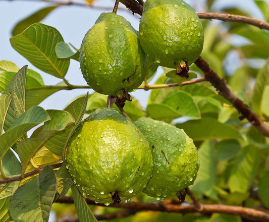 Unlocking the Wonders of Guava flawlesseternalbeauty