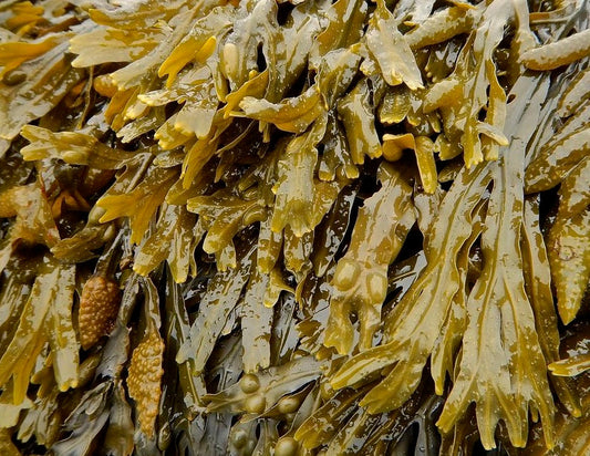 What You Should Know about Bladderwrack flawlesseternalbeauty