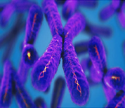 Understanding Telomeres